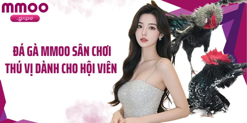 Đá gà MMOO sân chơi thú vị dành cho hội viên 