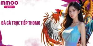 Đá Gà Trực Tiếp Thomo: Theo Dõi Trận Đấu Chuẩn Từng Giây