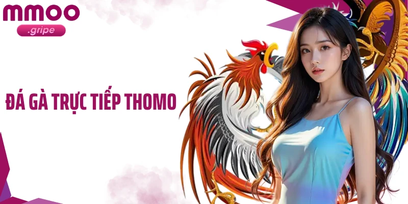 Đá Gà Trực Tiếp Thomo: Theo Dõi Trận Đấu Chuẩn Từng Giây