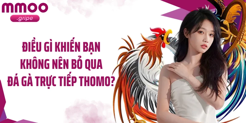 Điều gì khiến bạn không nên bỏ qua đá gà trực tiếp thomo? 