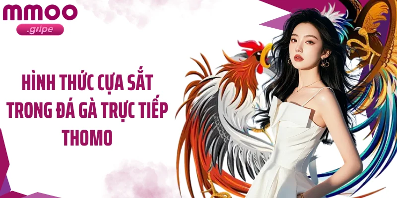 Hình thức cựa sắt trong đá gà trực tiếp thomo 