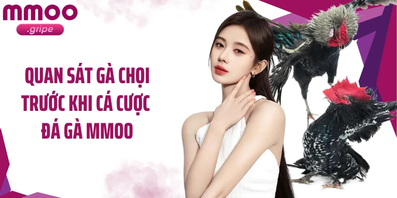 Quan sát gà chọi trước khi cá cược đá gà MMOO
